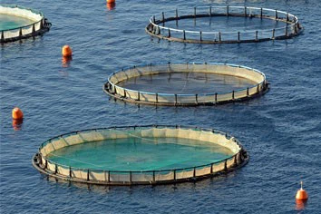 Aquaculture